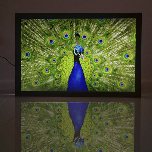 44 Pavo Real
